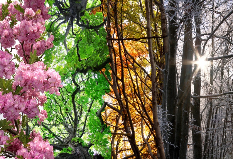 May include: A collage of four images showing the changing seasons of a forest. The first image shows a tree in full bloom with pink flowers. The second image shows a tree with lush green leaves. The third image shows a tree with orange and yellow leaves. The fourth image shows a tree with bare branches covered in snow.