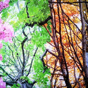 May include: A collage of four seasons in a forest. The image shows a tree with pink flowers in spring, green leaves in summer, orange leaves in autumn, and bare branches covered in frost in winter.