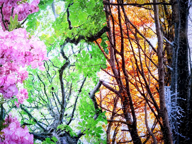 May include: A collage of four seasons in a forest. The image shows a tree with pink flowers in spring, green leaves in summer, orange leaves in autumn, and bare branches covered in frost in winter.