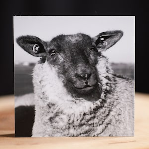 Schafportait - Pellworm * Fotoabzug auf Holz (MDF) ab 10x10 cm