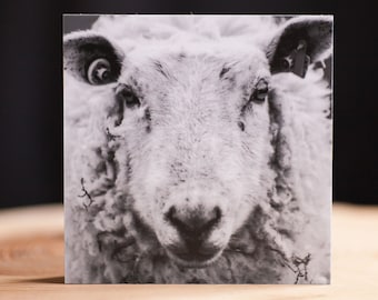 Retrato de oveja - Pellworm * Impresión fotográfica sobre madera (MDF) de 10 x 10 cm