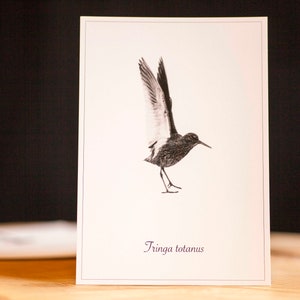 Inselnatur Postkarte "Tringa Totanus"