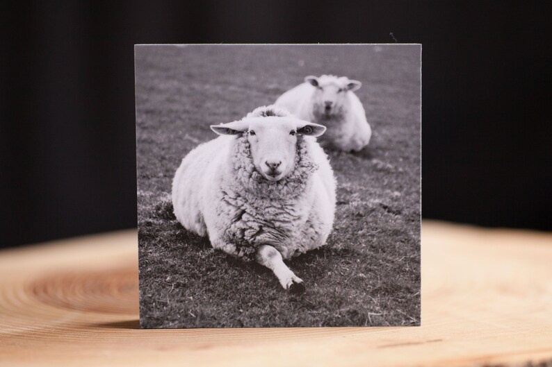 Retrato de oveja Pellworm Impresión fotográfica sobre madera MDF de 10 x 10 cm imagen 1