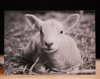 Inselnatur Postkarte "Lamm"