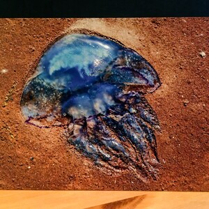 Inselnatur Postkarte &quot;Blaue Nesselqualle&quot;
