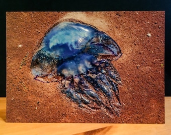 Inselnatur Postkarte "Blaue Nesselqualle"
