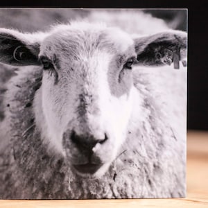 Könnte beinhalten: Schwarz-Weiß-Quadratdruck eines Schafgesichts. Das Schaf hat ein weißes Gesicht und flauschige Wolle, mit dunklen Augen und Ohren. Das Bild ist eine Nahaufnahme, die die Merkmale des Schafs detailliert zeigt.