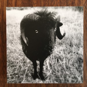 Könnte beinhalten: Ein schwarzes Schaf mit großen Hörnern steht auf einer Wiese mit hohem Gras. Das Schaf schaut direkt in die Kamera.