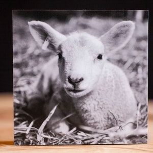 Könnte beinhalten: Ein Schwarzweißfoto eines jungen Lammes, das in einem Heufeld liegt. Das Lamm hat einen Anhänger am Ohr und schaut direkt in die Kamera.