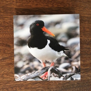 Oystercatcher Pellworm Impresión fotográfica en madera MDF desde 10 x 10 cm imagen 1