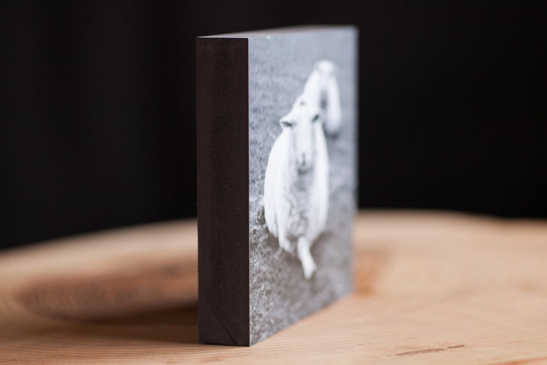 Retrato de oveja Pellworm Impresión fotográfica sobre madera MDF de 10 x 10 cm imagen 3