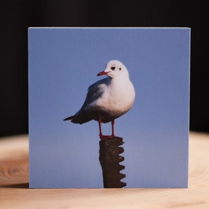 Könnte beinhalten: Eine weiße Möwe mit roten Beinen und Schnabel steht auf einem verwitterten Holzpfosten vor blauem Himmel.