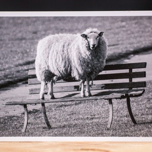 Inselnatur Postkarte "Schaf auf der Bank"