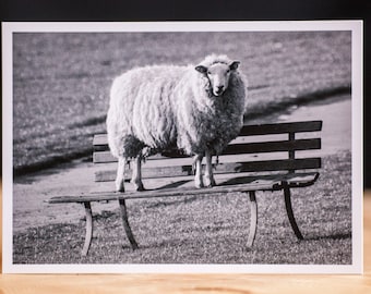 Inselnatur Postkarte "Schaf auf der Bank"