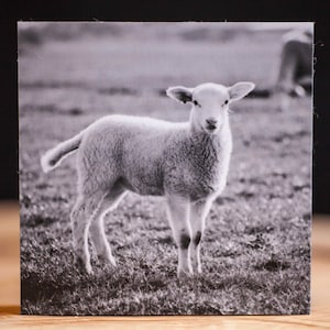 Könnte beinhalten: Ein Schwarzweißfoto eines jungen Lammes, das auf einer Wiese steht.