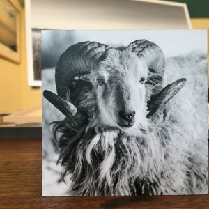 Könnte beinhalten: Ein Schwarzweißfoto eines Schafs mit großen, gekräuselten Hörnern. Das Schaf schaut direkt in die Kamera.