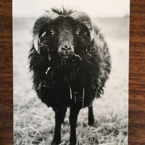 Könnte beinhalten: Ein schwarzes Schaf mit großen, gekräuselten Hörnern steht auf einer Wiese mit hohem Gras. Das Schaf schaut direkt in die Kamera.