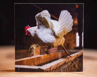 Impresión fotográfica sobre madera (MDF) * de 10 x 10 cm * gallo - Pellworm *