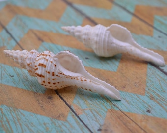 Fusus Nicobaricus (SHL306) | 2 Pieces