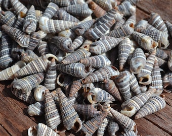 PHILIPPINE MIX OF TINY SEA SHELLS 1//3 Cup 300 5//8/" /& Under