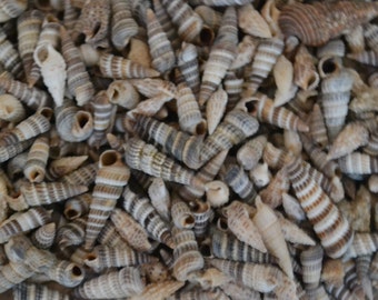 PHILIPPINE MIX OF TINY SEA SHELLS 1//3 Cup 300 5//8/" /& Under