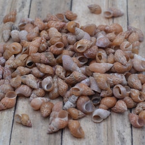 May include: A large pile of small, brown seashells. The shells are smooth and have a natural, organic texture.