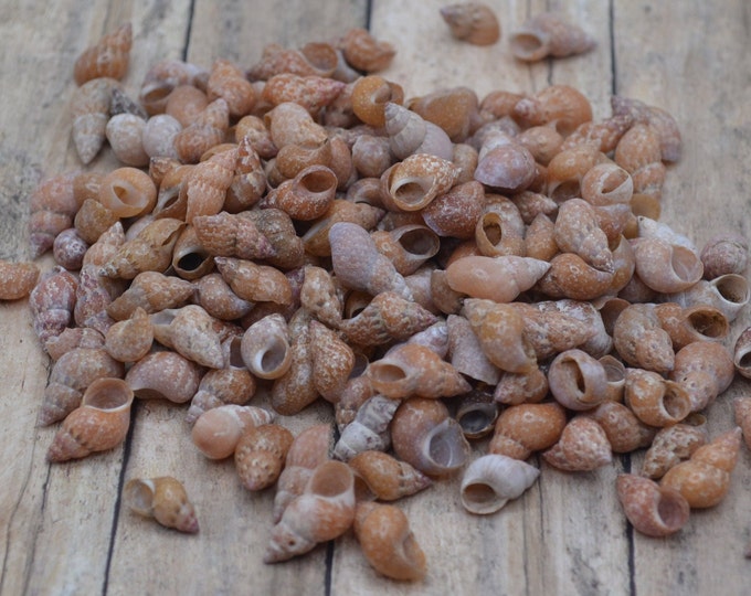 Precious Wentletrap, Epitonium Scalare Shells (1.75 -2 
