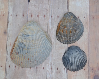 Beach Weathered Florida Cockle Shells (SHL310) | 3 Pieces