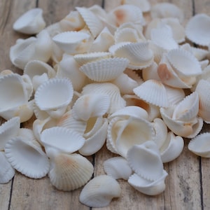 May include: A collection of white seashells with a variety of shapes and sizes. The shells are arranged in a pile on a wooden surface.