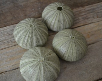 May include: Four green sea urchins with a spiky texture. The sea urchins are arranged in a circle on a wooden surface.
