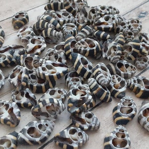 May include: A collection of small, white and black striped seashells. The shells are arranged in a pile on a light wood surface.