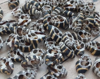 Center Engina Mendicaria, Bumble Bee, Black and White Striped Shell  (5/8 -3/4") | 10 Pieces
