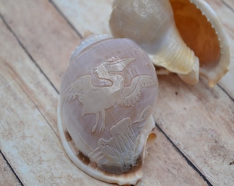 Carved Bonnet Shells, Pelican, White Channeled Bonnet (apx 3.0 - 3.5") | 1 Shell