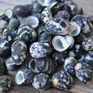 May include: A pile of small, black and white seashells. The shells are smooth and have a glossy finish. They are perfect for crafts or decorations.