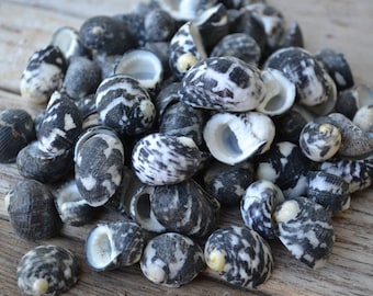 Black Moon Seashells, Nerita Polita Shells | 1/4 Cup
