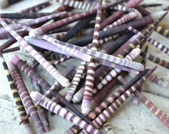 Tiger Urchin Spines| 10 pc