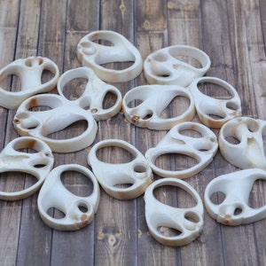 Center Cut Nautica Vittellus Shells, Center Cut Shark Eye Moon Shells  (1.25 - 2.0) | 10 Shells