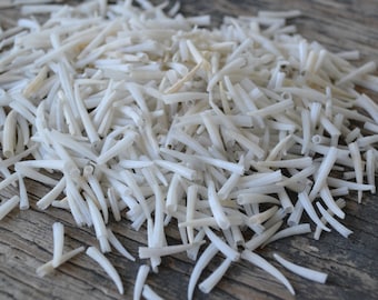 Small White Tusk Shells ( 1/2 - 1") | 1/8 Cup