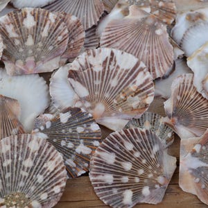 Baby Flat Scallop Shells, Pecten Pyxidata Flats (1-2") | 15 Pieces