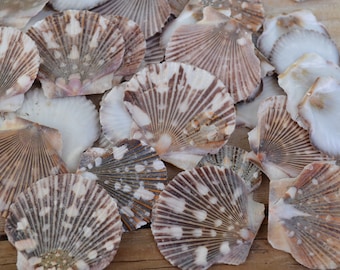 Baby Flat Scallop Shells, Pecten Pyxidata Flats (1-2") | 15 Pieces