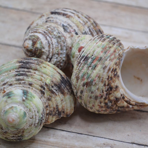 Natural Silver Mouth Green Turbo Shells, Hermit Crab Shells | 1 Shell