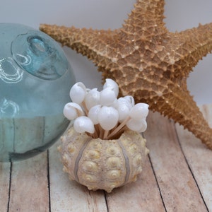 May include: A white sea urchin shell filled with white seashells on wooden planks with a brown starfish and a blue glass float in the background.