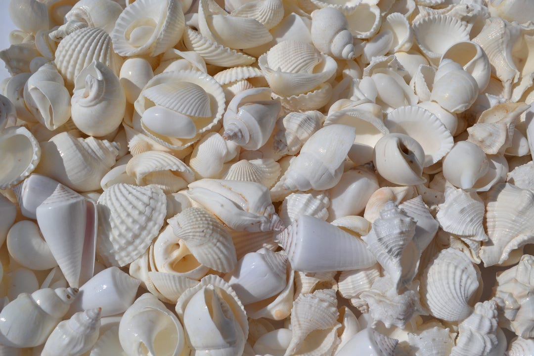 Wite Shells White Shell Mix, Wedding Shells (1-2