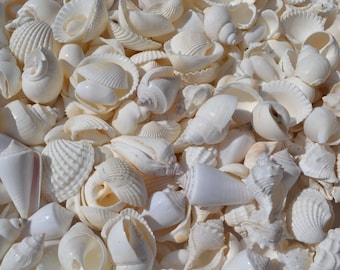 White Shell Mix, Wedding Shells (1-2") | 1 Cup