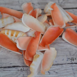 May include: A pile of orange and white seashells on a wooden surface. The shells are smooth and have a natural, organic texture.