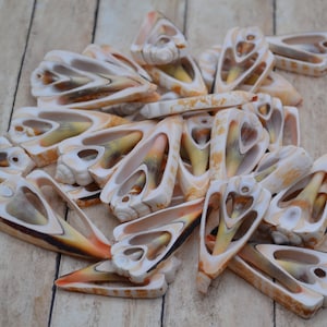 May include: A pile of small, intricately carved, heart-shaped seashells with a light brown, cream, and yellow color scheme.