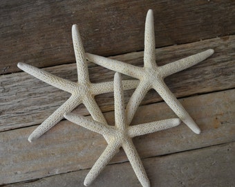 White Finger Starfish 3-4 inches| 1 pc