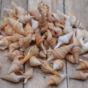 Javana Turrid Shells, Turricula Javana Shells (3/4 - 1 1/2&quot;) | 1/4 Cup