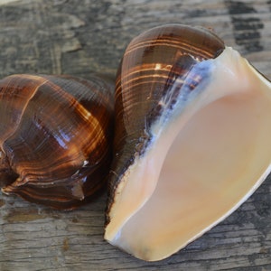 May include: Two brown and white seashells with a glossy finish. The larger shell is open, revealing a light pink interior. The smaller shell is closed.