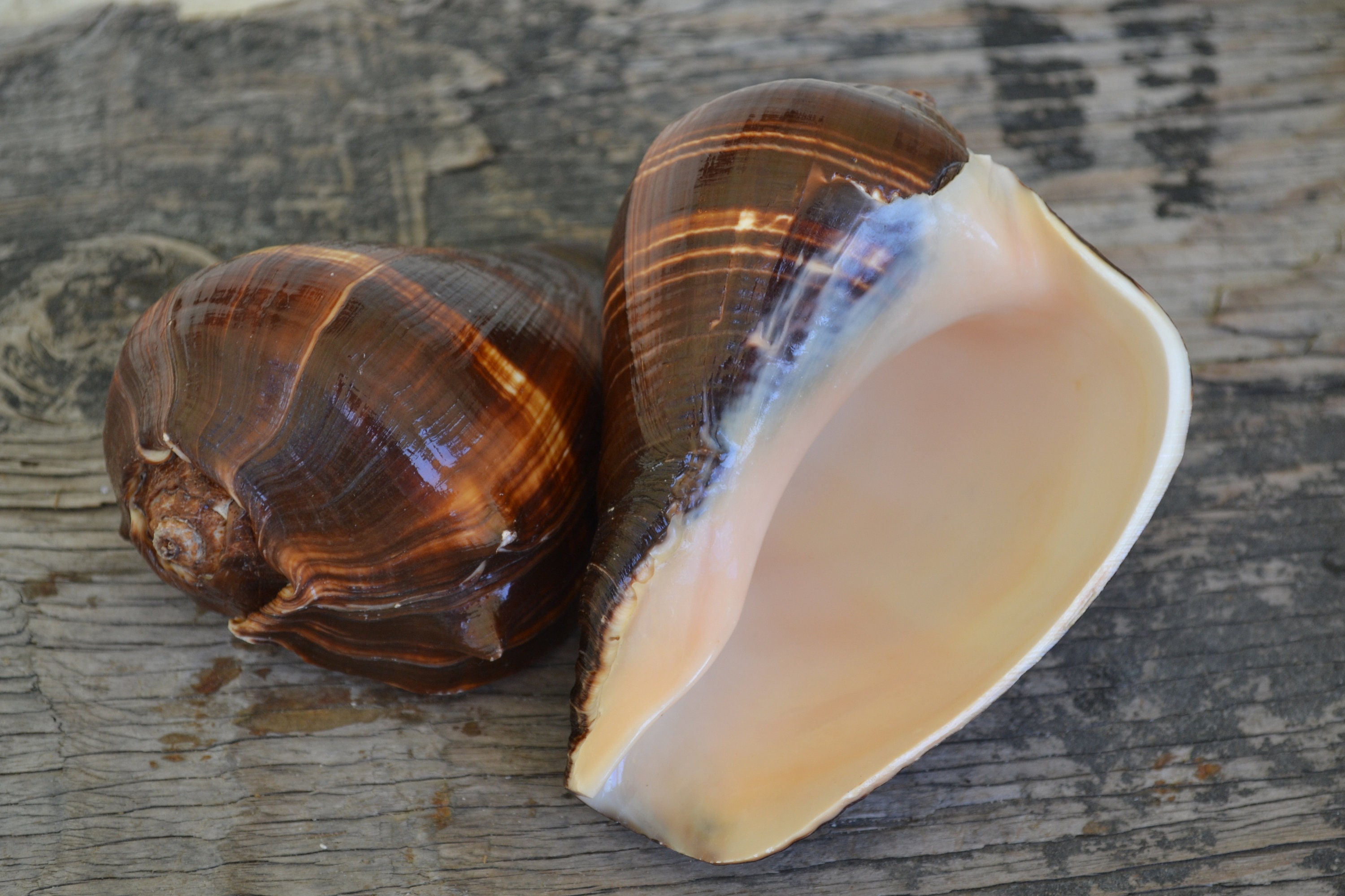 Northure Shell Pacific Crown Conch, Melongina Shells, Polished Fiber Conch, Northern ...